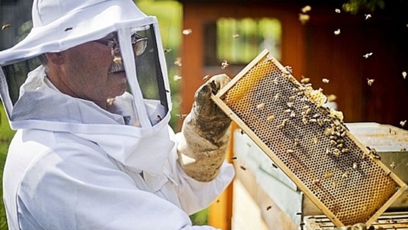 Zlínský kraj podpoří dotacemi včelaře, vodohospodářské projekty a boj proti suchu